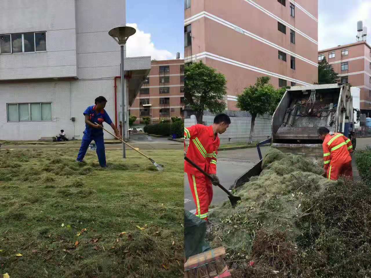 專業(yè)佛山大樹修剪，安全高效保障